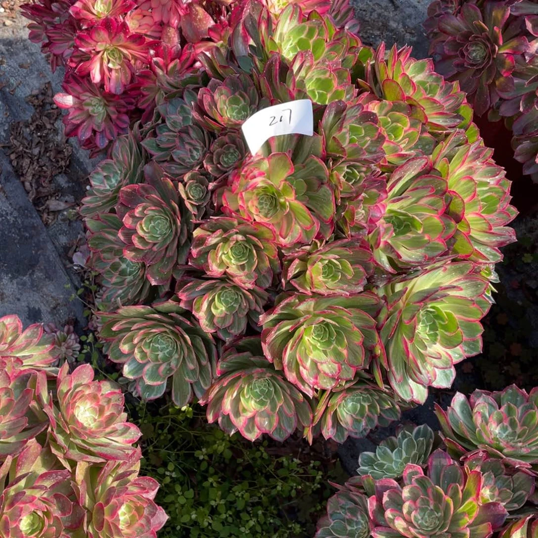 老五多肉217111111