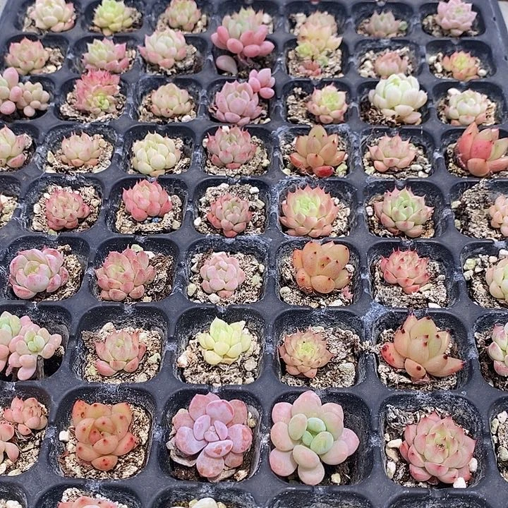 128 多肉植物盆栽花卉植物