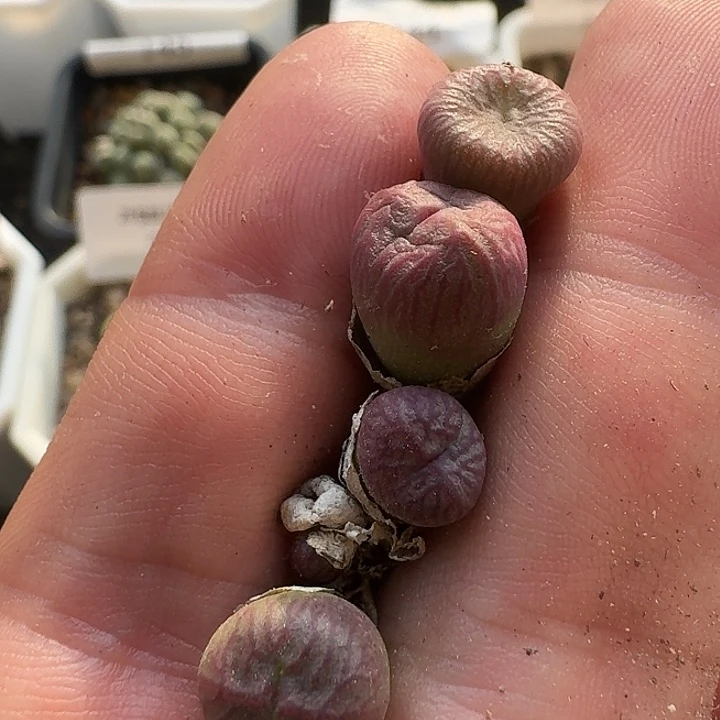 209 火炬杂交肉锥。