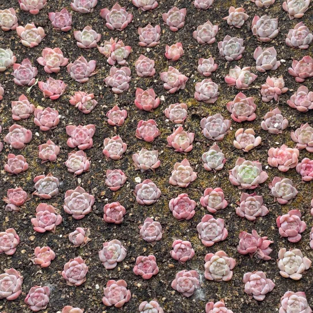 云糖心多肉植物64