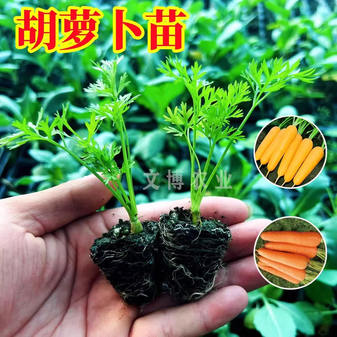 秋冬水果胡萝卜苗盆栽黄胡萝卜秧苗四季高产九寸参种子大白菜秧苗