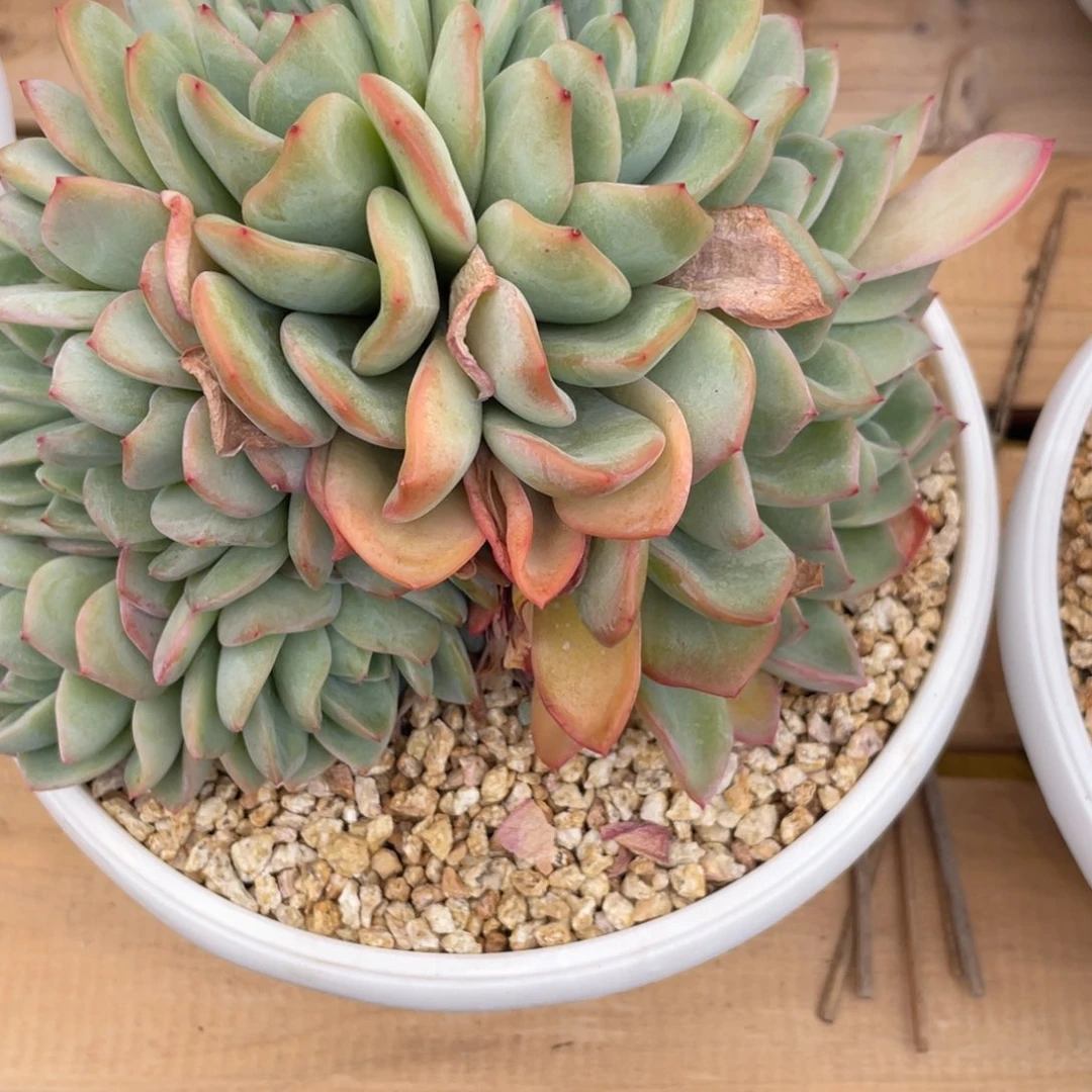 小**纳泡芙朵朵缀