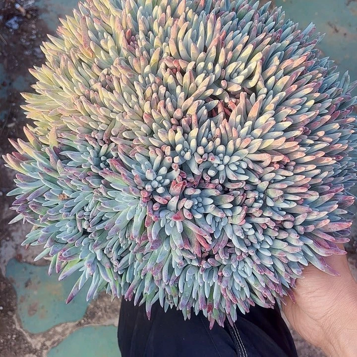 仙女杯多肉植物盆栽