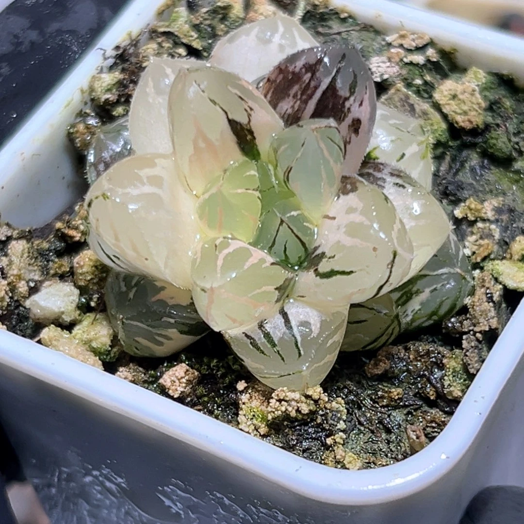 恭喜发财大吉大利4016
