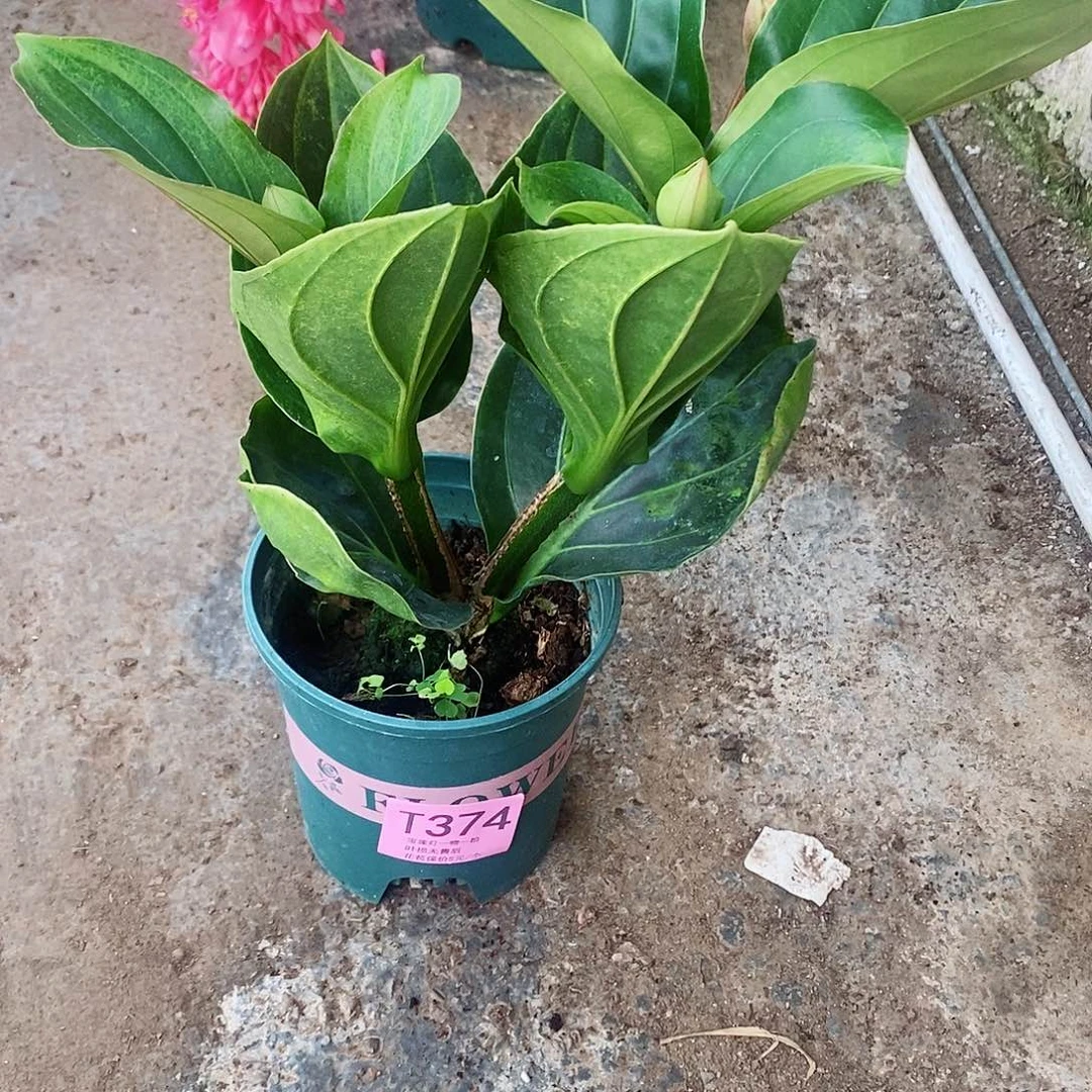 花*木本花卉374福利