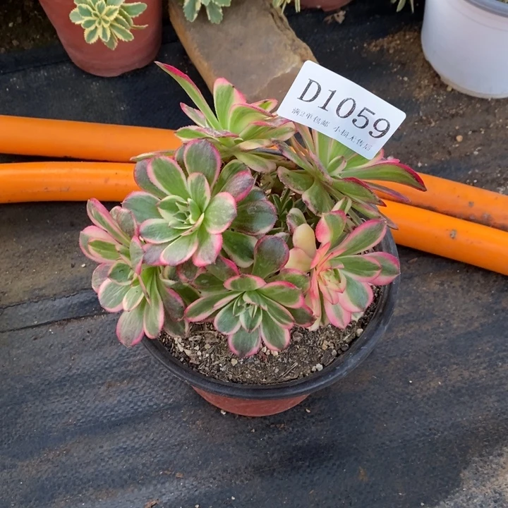 1059海神多肉母本无售后