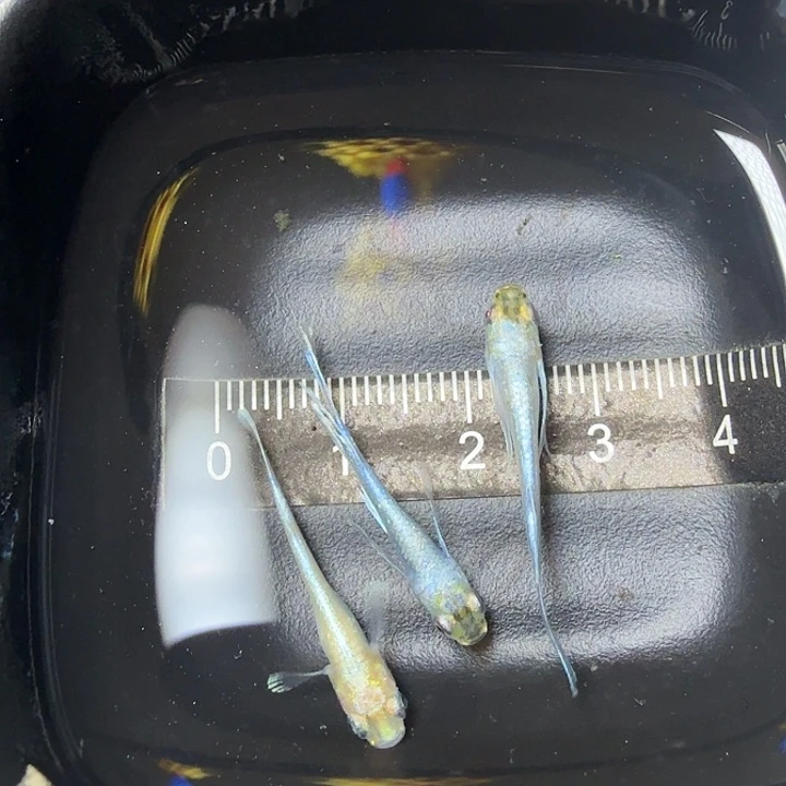 青鳉鱼35号拍品祖母绿赤光