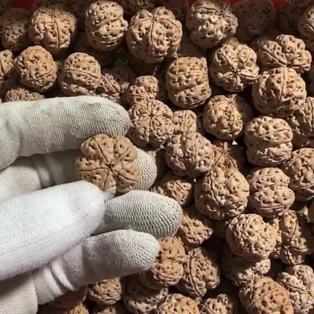 A1号一物一图以直播间展示为准金刚菩提多样性发其一