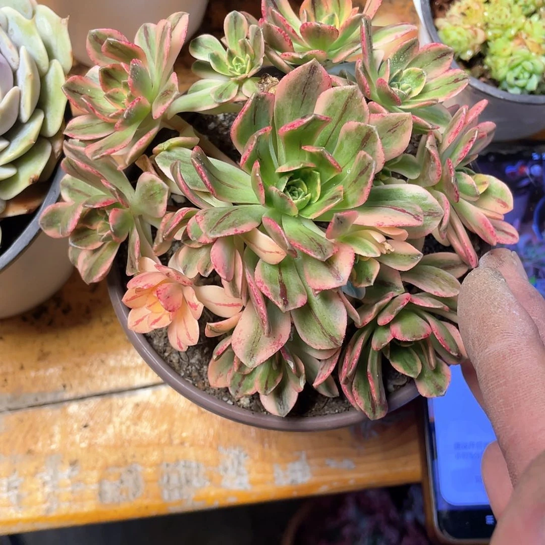 人****）甜茶法师带盆发货