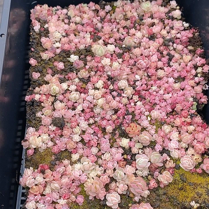 122 多肉植物盆栽花卉植物