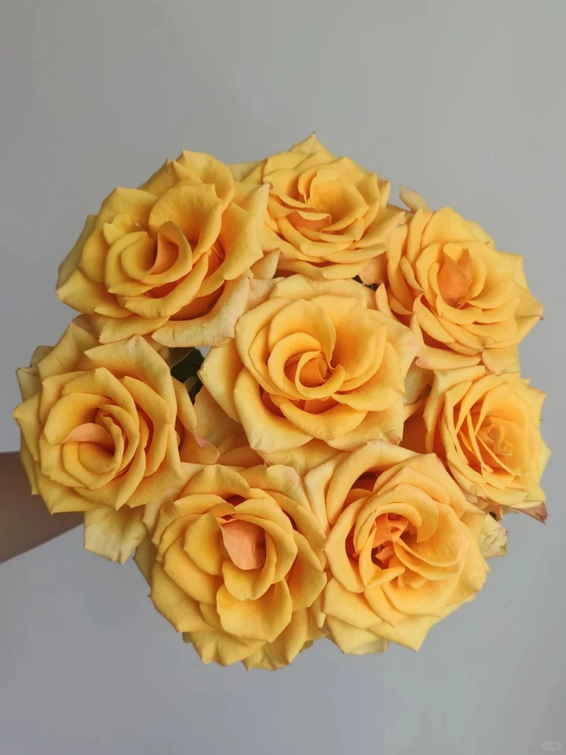 辉煌玫瑰10枝  一单包邮三单京东 收到需要醒花