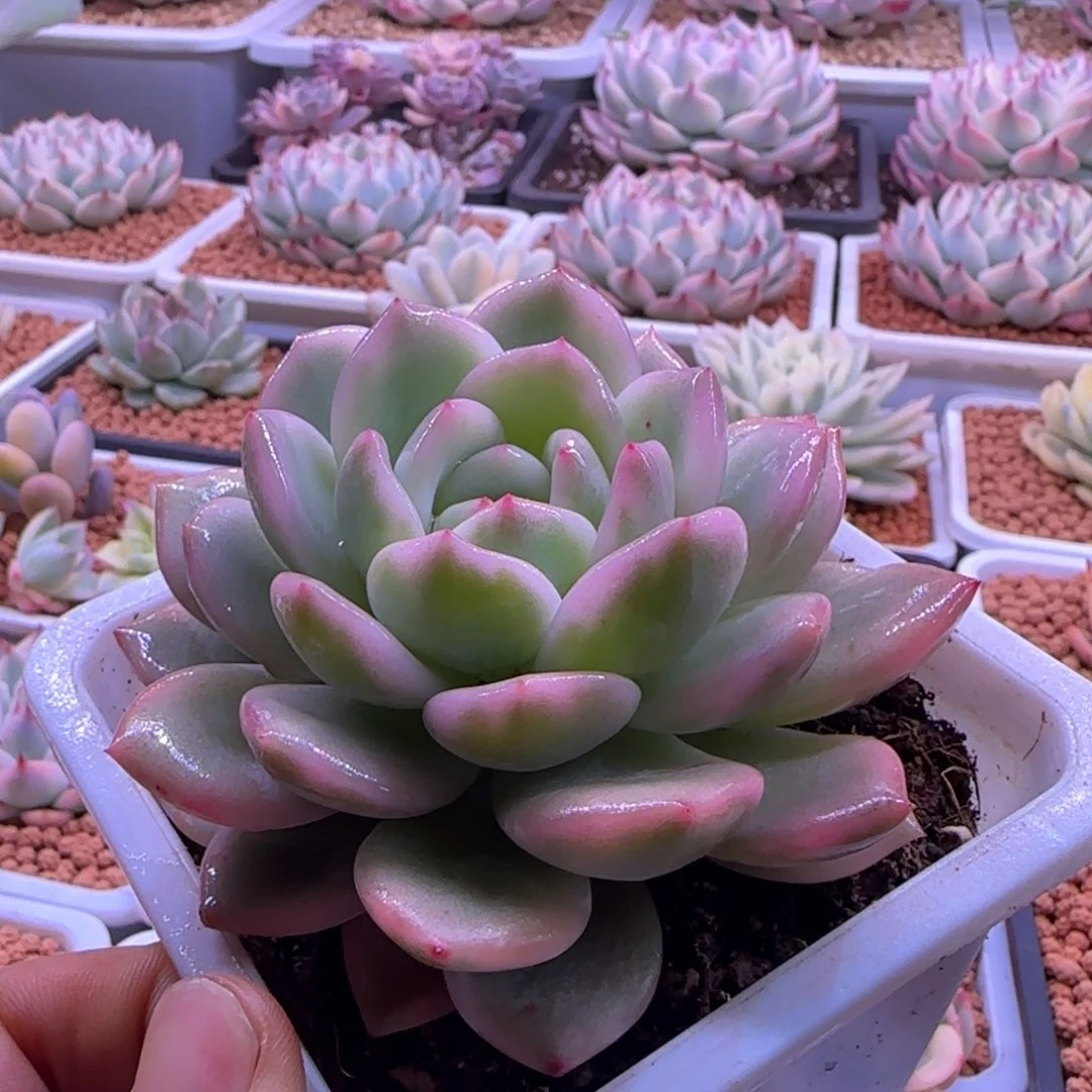 梦露锦 多肉植物