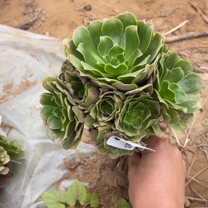 036绿玫瑰小手捧4号棚