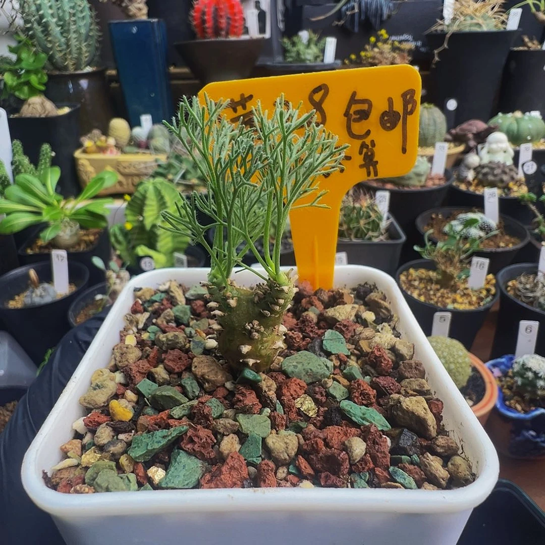 白皮月界带盆发货