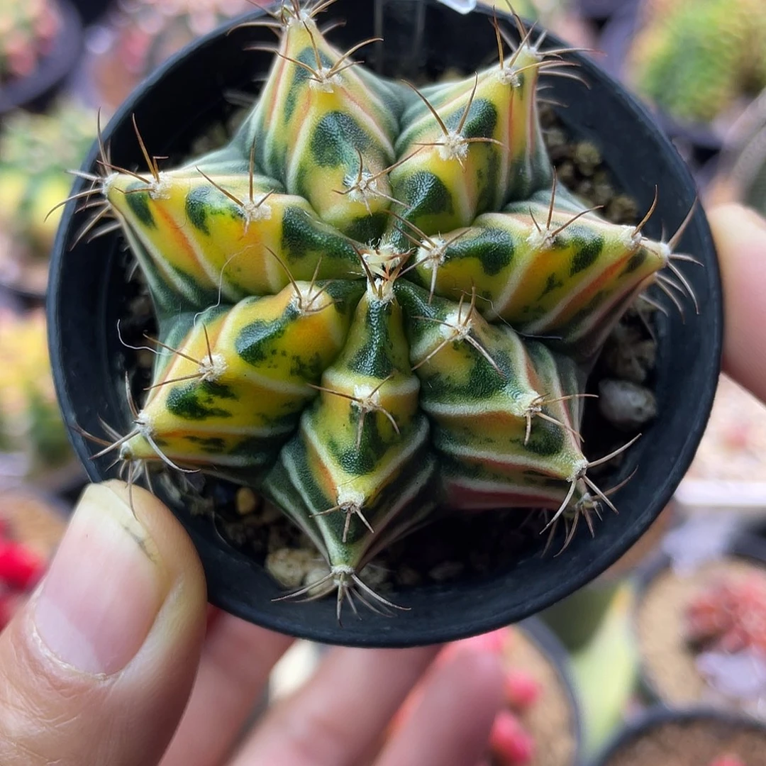 1-263米哈锦5.3厘米