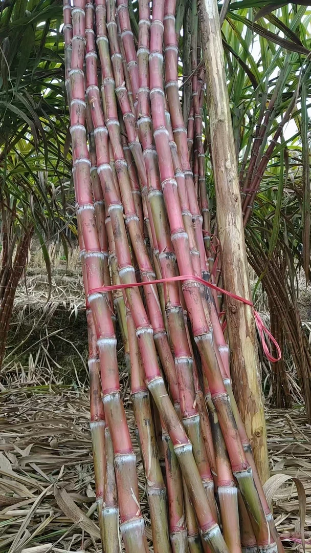 云南红皮脆皮甘蔗现砍现发脆甜多汁高山种植自然生长