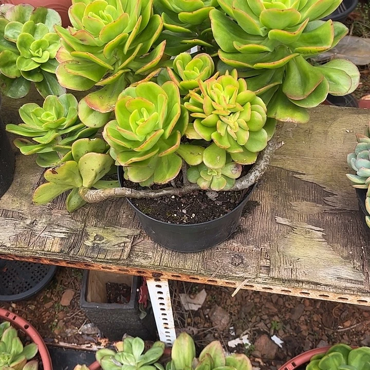 风****红梅群生，一物一拍。