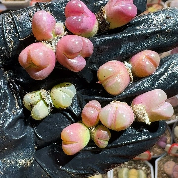 生石花22///。  556