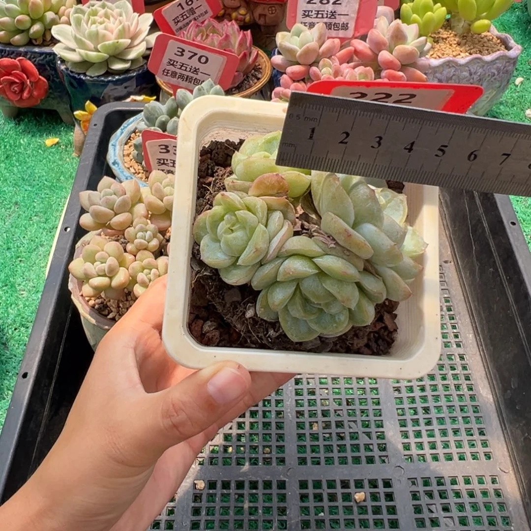 表妹精品多肉植物222.