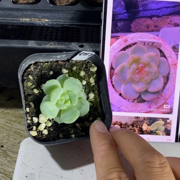 上盆甜心717一个多肉