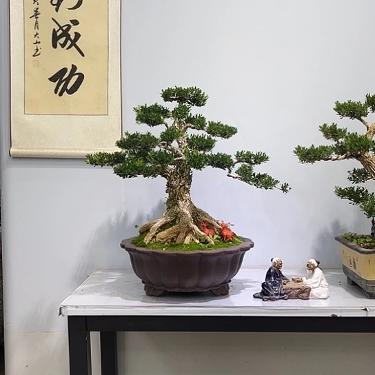 以实际为准精品黄杨老桩