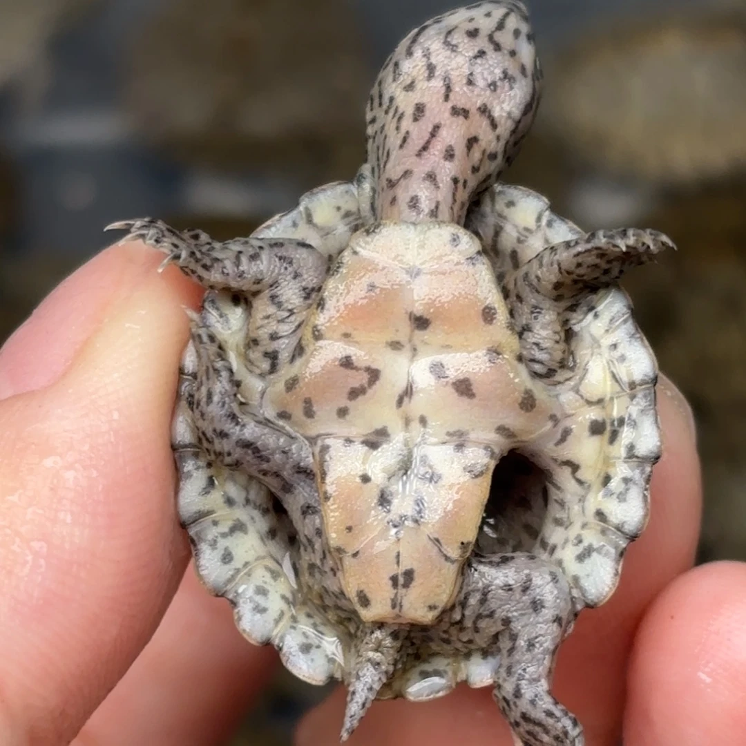 宠物龟不分公母A8全品双满文剃刀