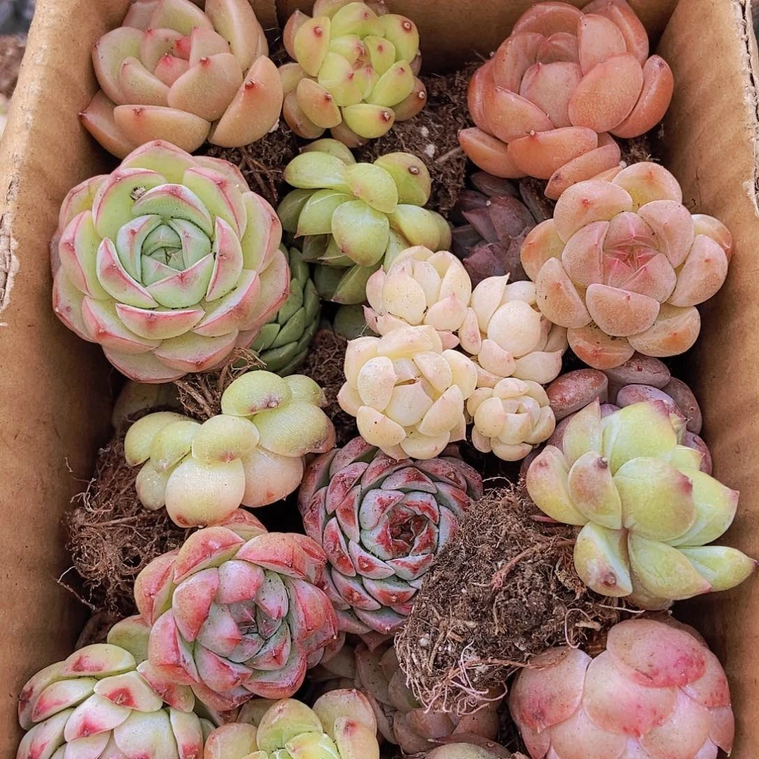 000000000001量拍保底20颗