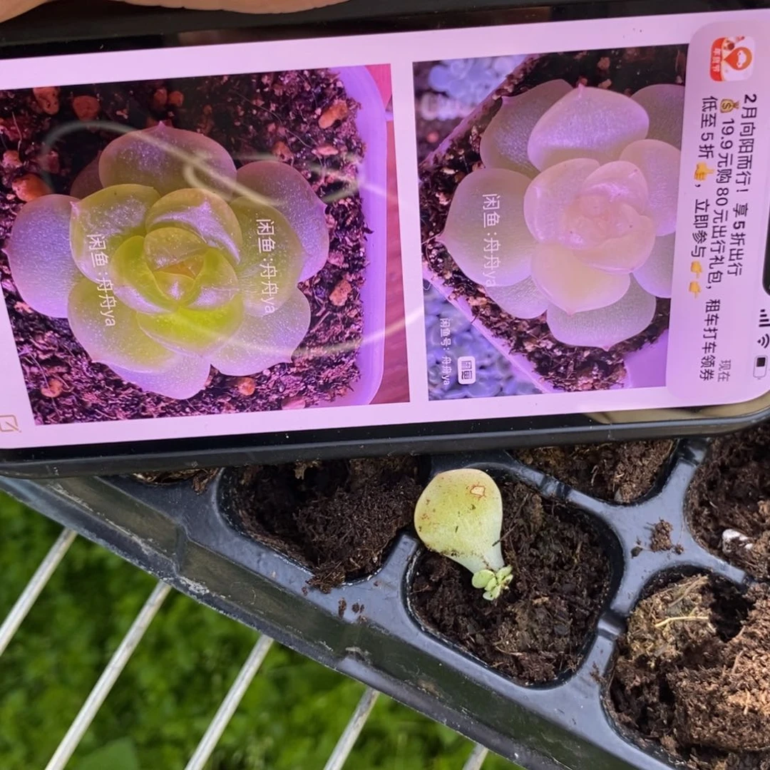 穴盘谪仙小芽苗一个