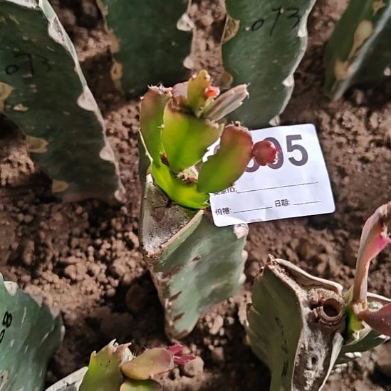 宝***隆073嫁接零度之上包邮305