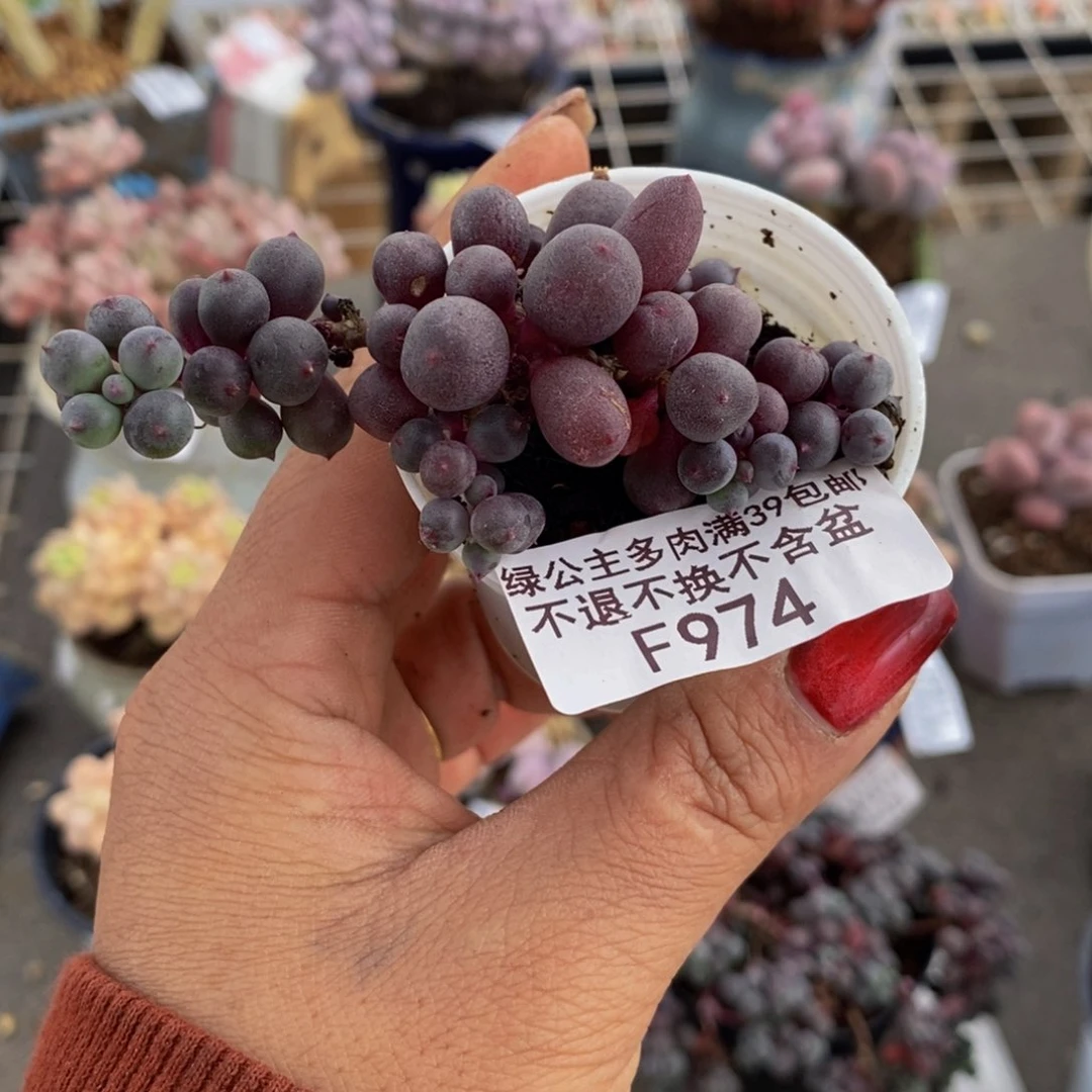 姐**好葡萄974/6cm多肉