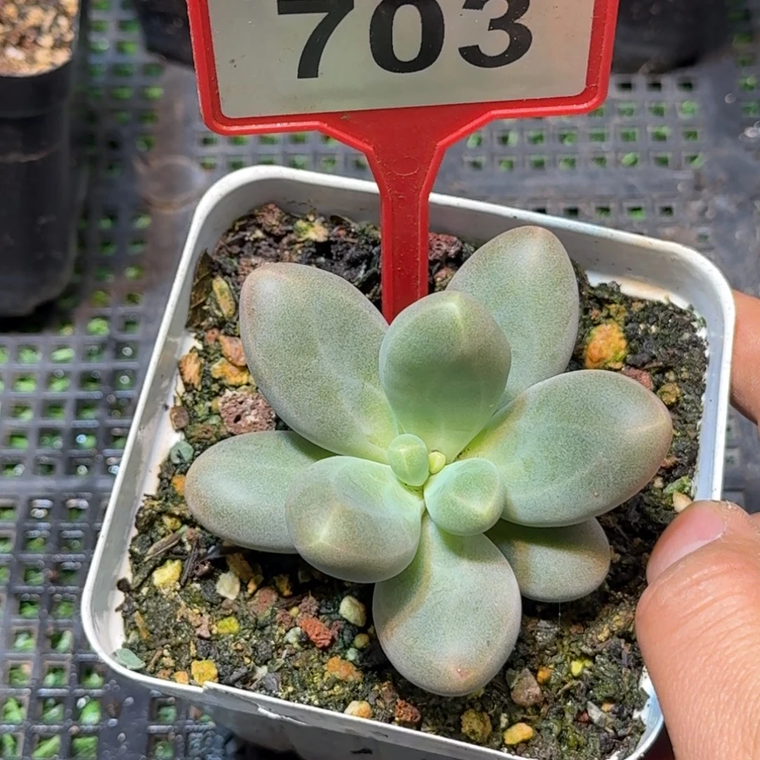 多肉植物日光灯703