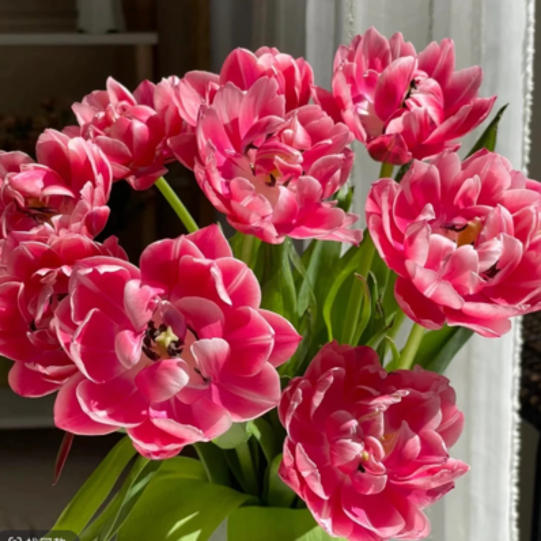 【郁金香草莓松饼】福利郁金香短杆28厘米蓝诺优选邯郸小时外卖鲜花送到家