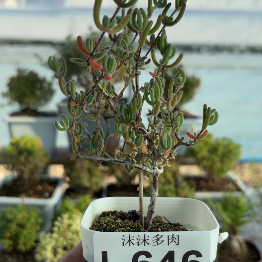 646红红叶枝干番杏福利