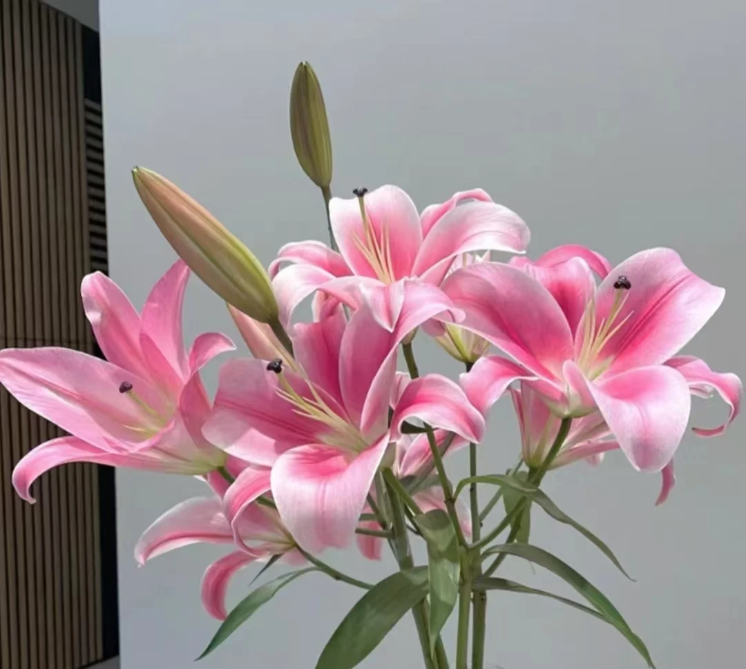 A级粉色圆舞曲香水百合销冠