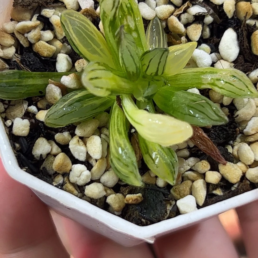 西瓜锦十二卷多肉植物满