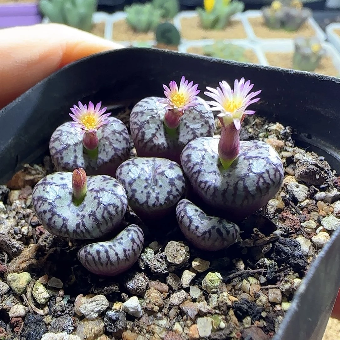 大***滴哈哈哈哈哈哈哈哈55311