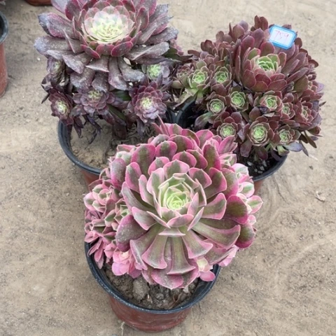 759多肉植物组合