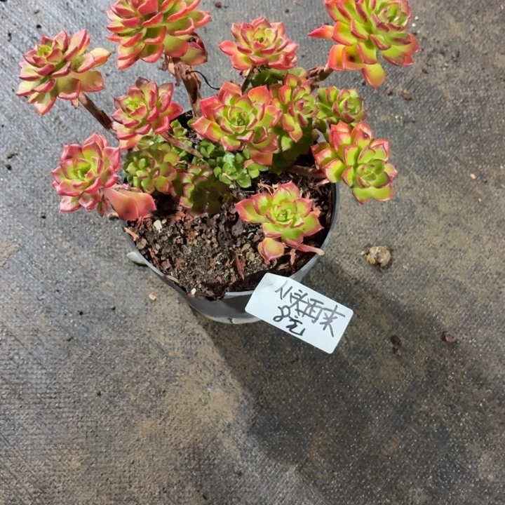 从***来多肉植物一物一拍