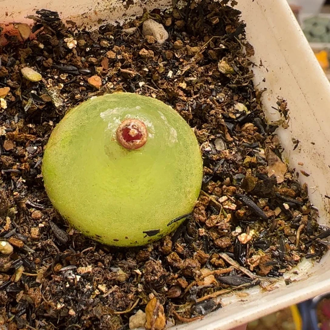 多肉植物百科413