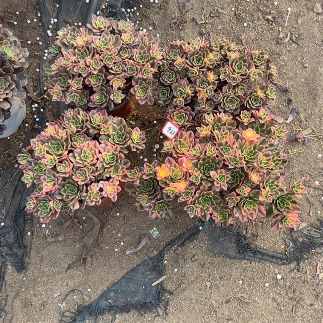 拉****3921多肉植物甜茶4颗