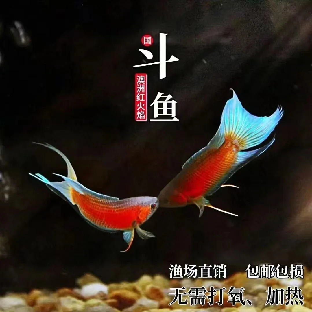 荧光澳火斗鱼金苔鼠鳑鲏彩虹鲨金鱼伴侣不用打氧过滤的鱼观赏鱼