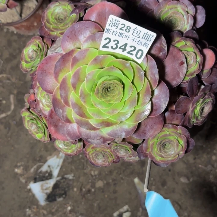 23420魅金玫瑰多肉植物
