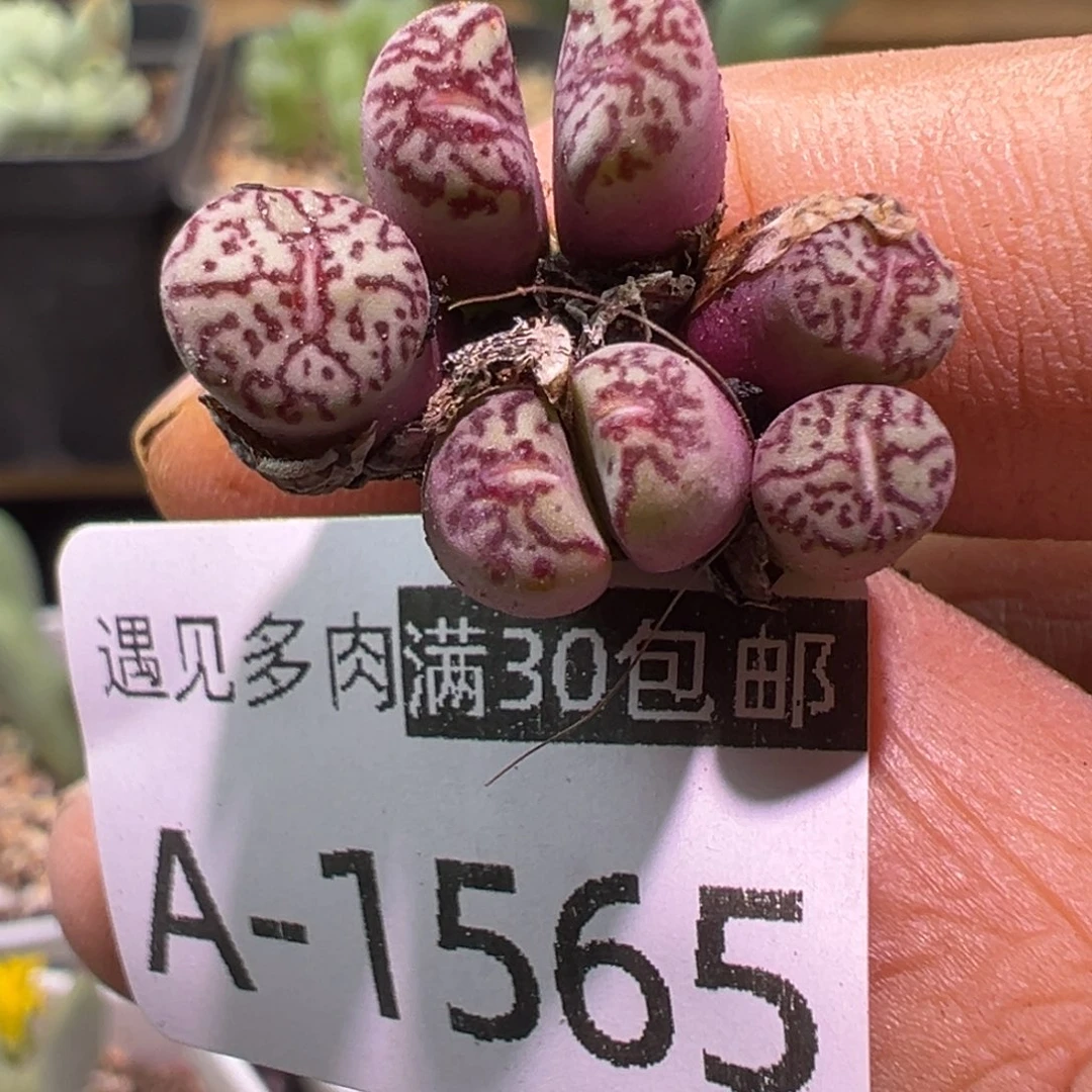 多肉植物11111111111