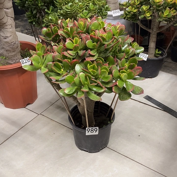 彩玉树花月独杆老桩