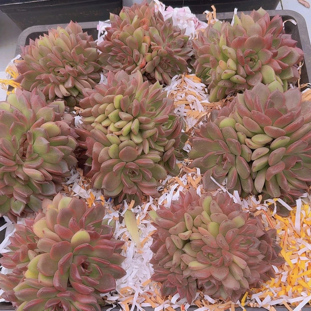 紫水晶多肉植物0000