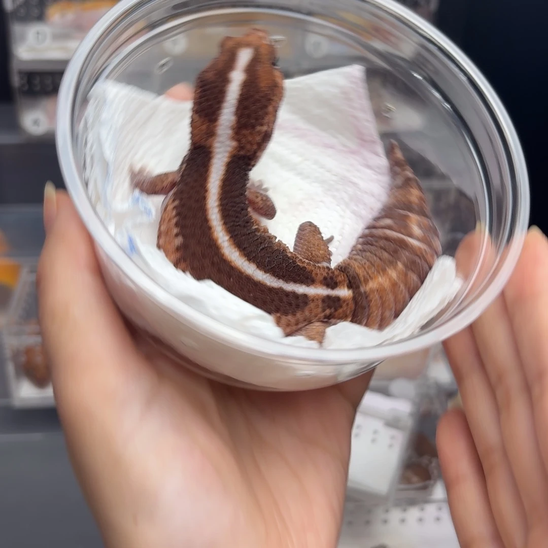 肥尾守宫原色紫雾