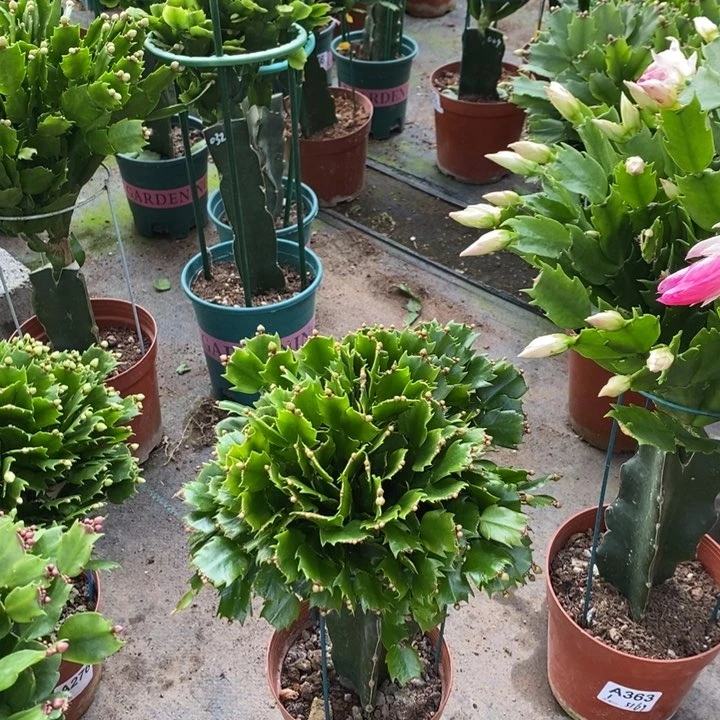 当前无花栽培后可以开花316嫁接黄索