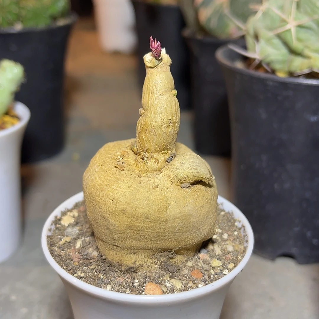 实生人参大戟块根一物一拍