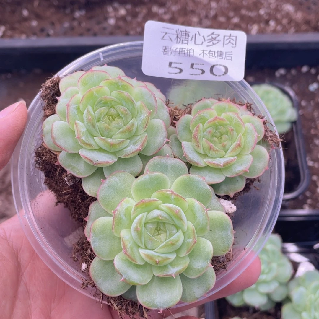 云糖心多肉植物550