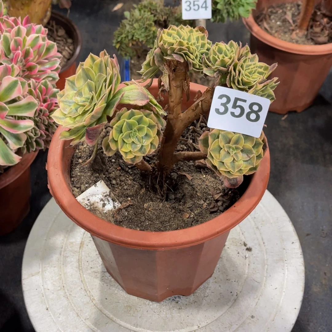 多肉植物358万白缀满39包邮不包损，不满39发单头